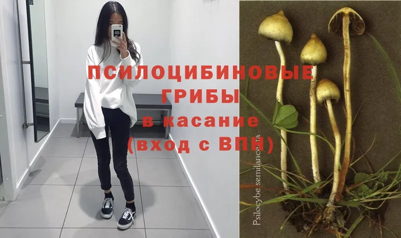 где продают   Белогорск  Галлюциногенные грибы GOLDEN TEACHER 